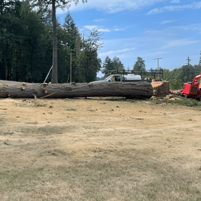TREE CUTTING