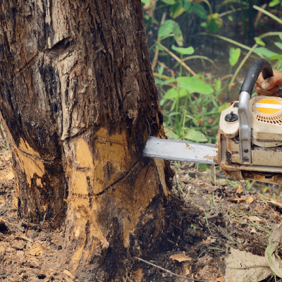 TREE REMOVAL